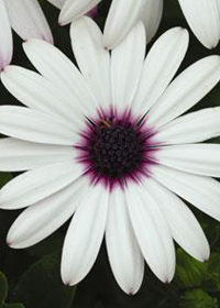 Osteospermum Serenity 'Lavender Frost'